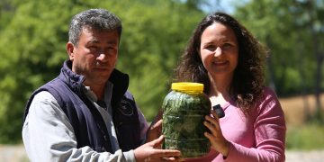 Organik Tarımda Böceklere Karşı Doğal Çözüm: Isırgan Otu Turşusu